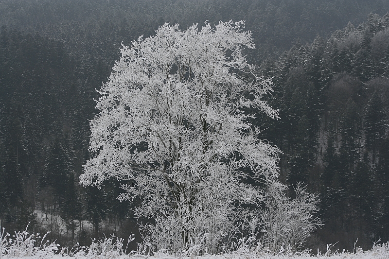Bieszczady 12.2007 036